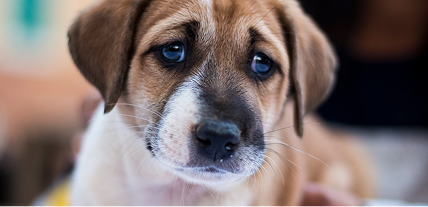 AVAILABLE IN Gujranwala