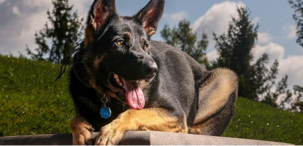 PROFESSIONAL TRAINING